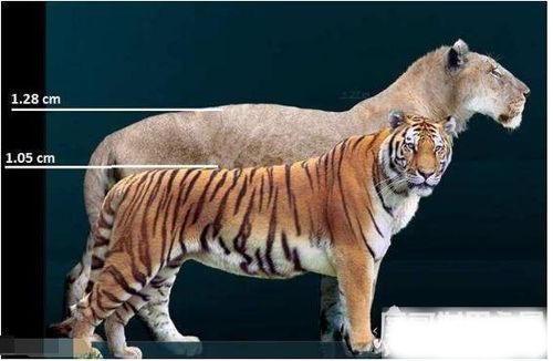 更大的老虎会是谁的相关图片